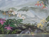 DSC 0050