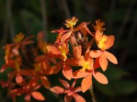 DSC 0080