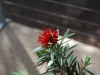 DSC 0087