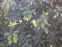 DSC 0012