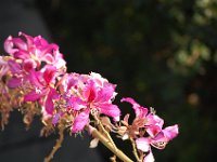 DSC 0386