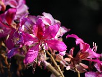 DSC 0387
