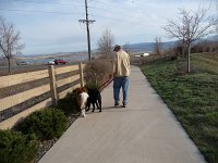 walk dogs