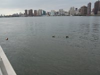 NY 066