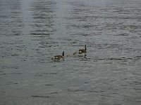 NY 068