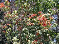 DSC 0008