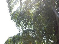 DSC 0030
