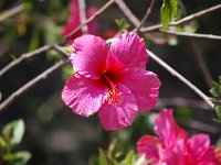 DSC 0052