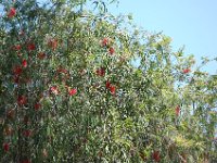 DSC 0060