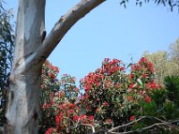 DSC 0061