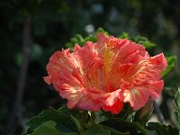DSC 0079