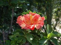 DSC 0080