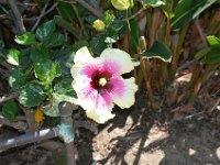 DSC 0081