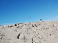 DSC 0060