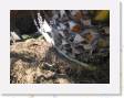IMG_0171 * 2272 x 1704 * (1.58MB)